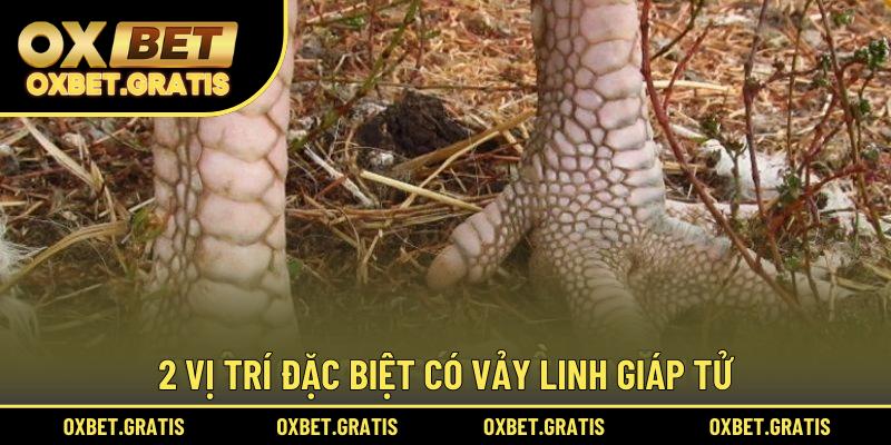2 Vị trí đặc biệt có vảy Linh Giáp Tử