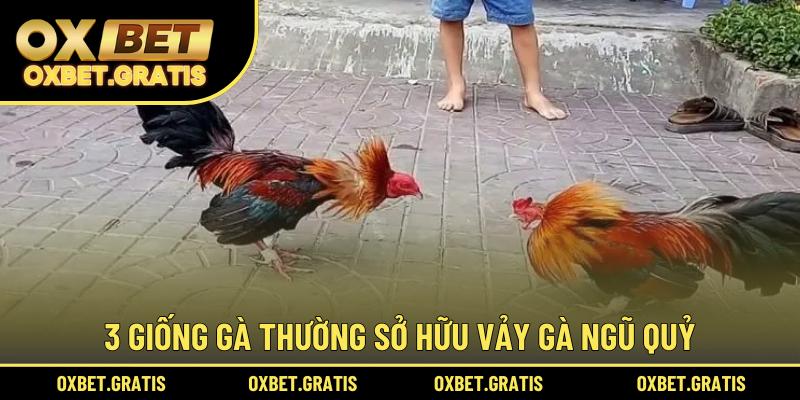 3 giống gà thường sở hữu vảy gà Ngũ Quỷ