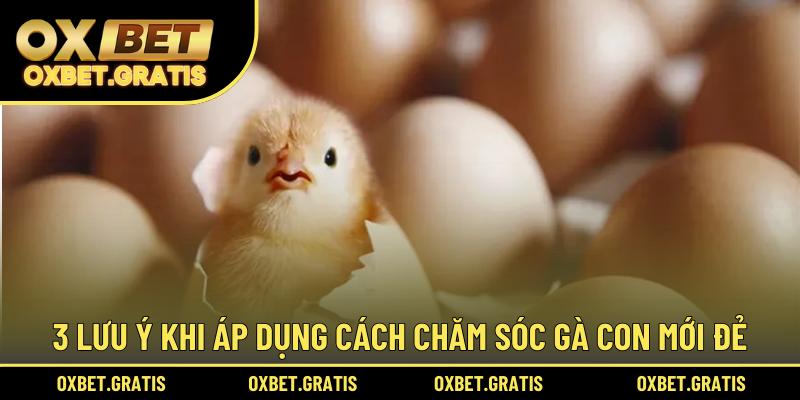 3 lưu ý khi áp dụng cách chăm sóc gà con mới đẻ