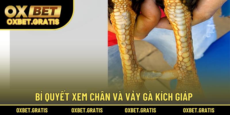 Bí quyết xem chân và vảy gà Kích Giáp