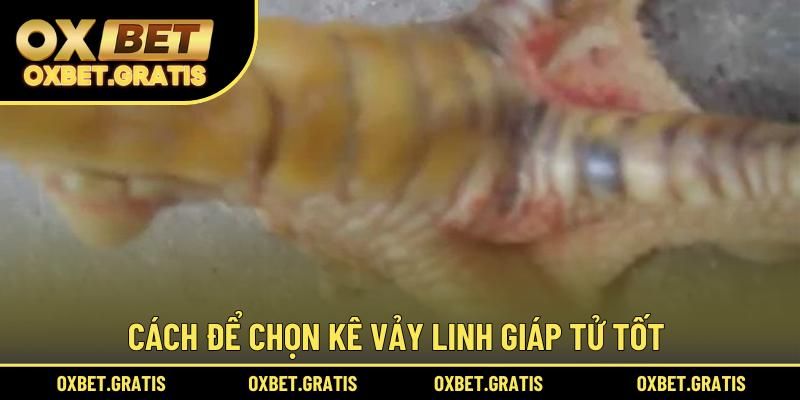 Cách để chọn kê vảy Linh Giáp Tử tốt