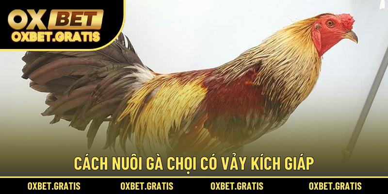 Cách nuôi gà chọi có vảy Kích Giáp