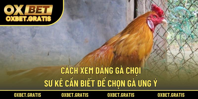 cách xem dáng gà chọi