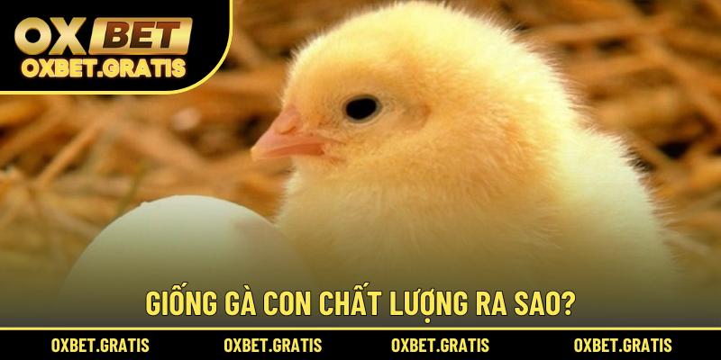 Giống gà con chất lượng ra sao?