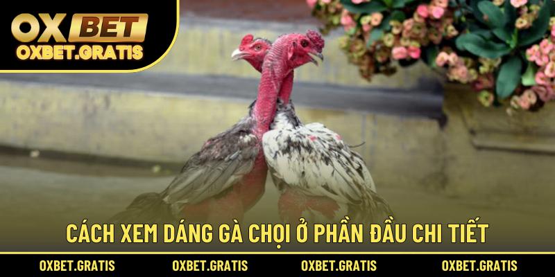 Cách xem dáng gà chọi ở phần đầu chi tiết