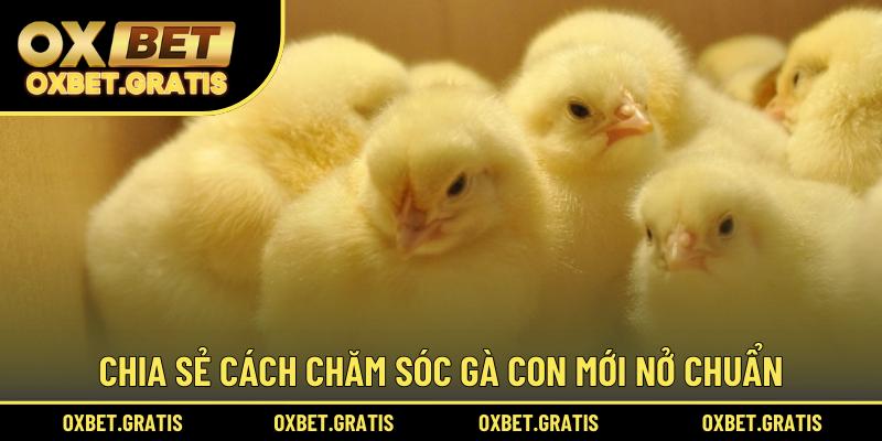 Chia sẻ cách chăm sóc gà con mới nở chuẩn