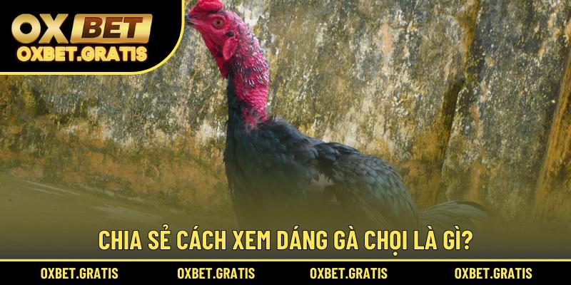 Chia sẻ cách xem dáng gà chọi là gì?
