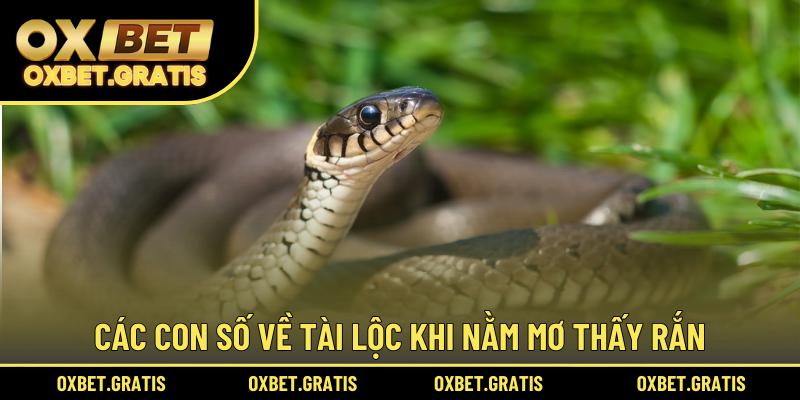 Các con số về tài lộc khi nằm mơ thấy rắn