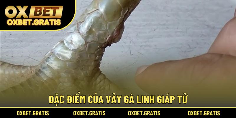 Đặc điểm của vảy gà Linh Giáp Tử