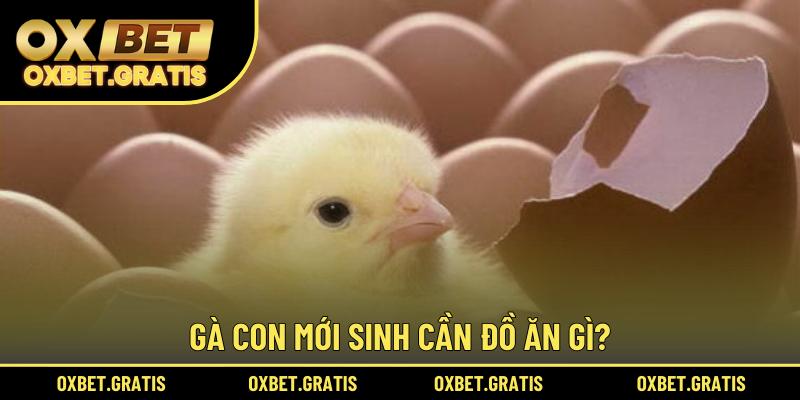 Gà con mới sinh cần đồ ăn gì?