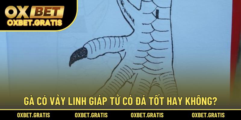 Gà có vảy Linh Giáp Tử có đá tốt hay không?