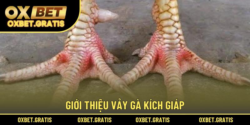 Giới thiệu vảy gà Kích Giáp