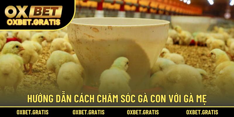 Hướng dẫn cách chăm sóc gà con với gà mẹ