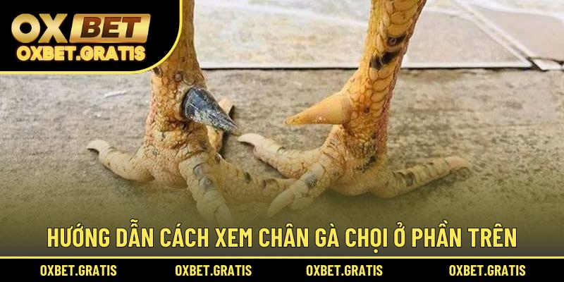 Hướng dẫn cách xem chân gà chọi ở phần trên