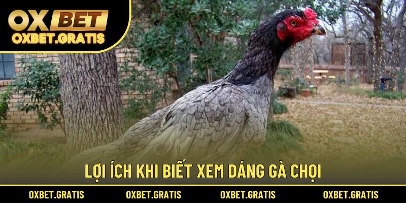 Lợi ích khi biết xem dáng gà chọi
