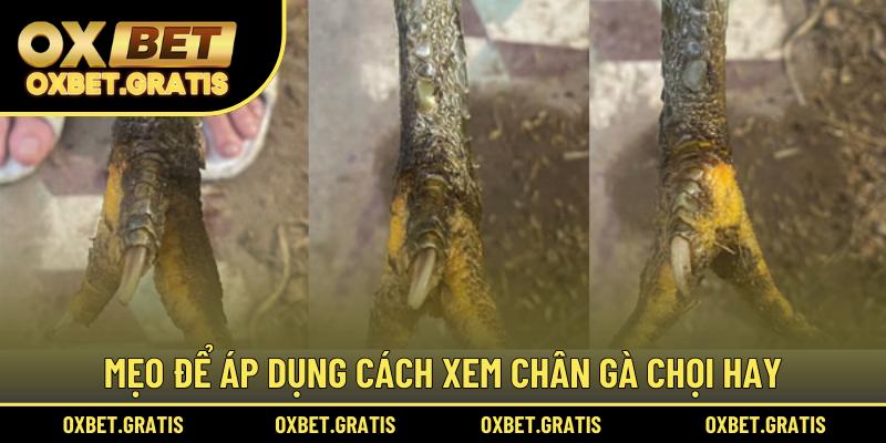 Mẹo để áp dụng cách xem chân gà chọi hay