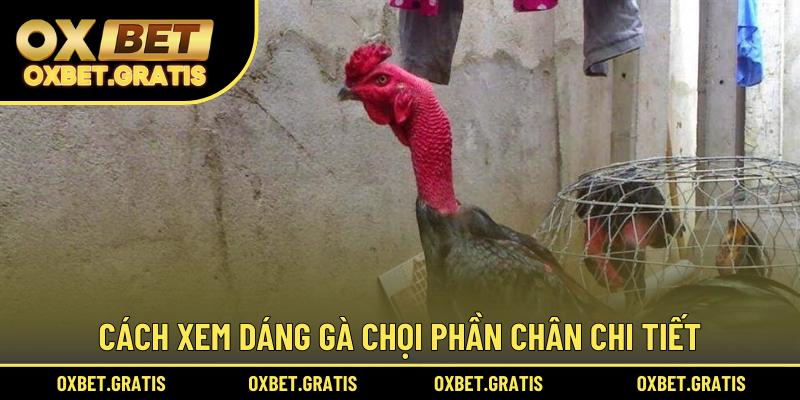 Cách xem dáng gà chọi phần chân chi tiết
