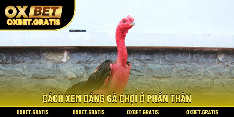 Cách xem dáng gà chọi ở phần thân