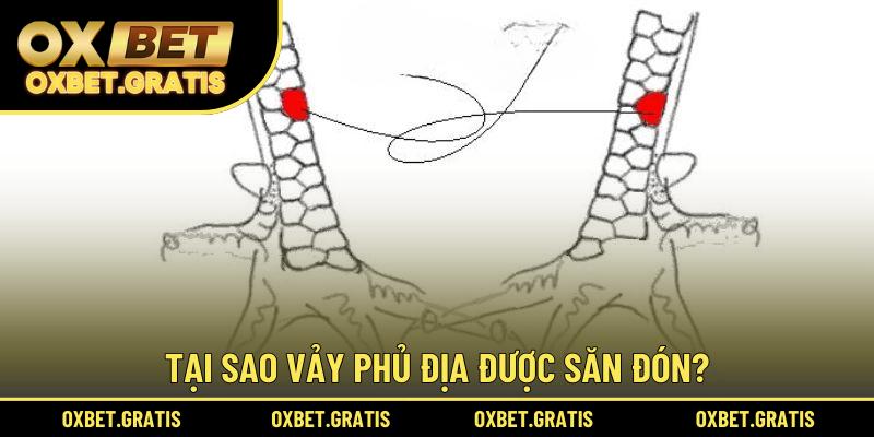 Tại sao vảy Phủ Địa được săn đón?