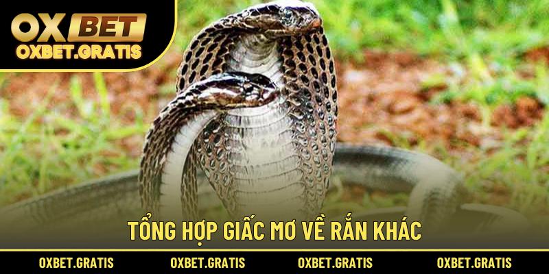 Tổng hợp giấc mơ về rắn khác