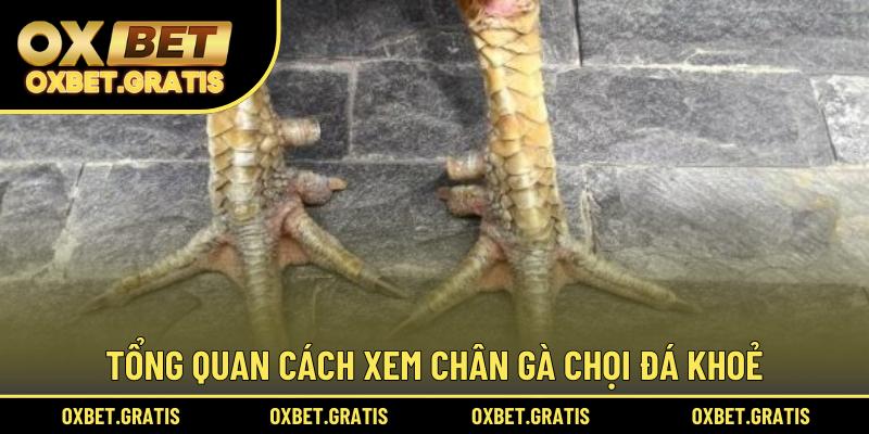 Tổng quan cách xem chân gà chọi đá khoẻ