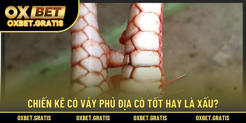 Chiến kê có vảy phủ địa có tốt hay là xấu?