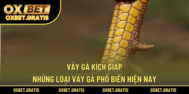 vảy gà kích giáp