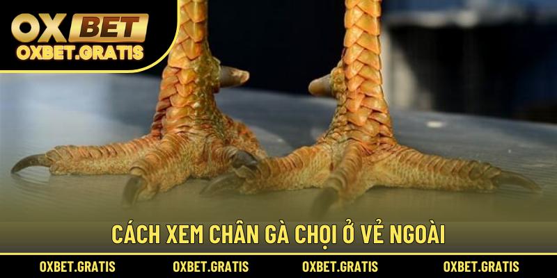 Cách xem chân gà chọi ở vẻ ngoài