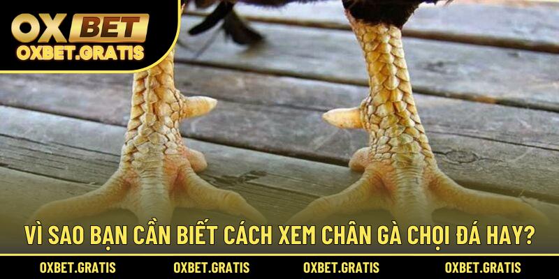 Vì sao bạn cần biết cách xem chân gà chọi đá hay?